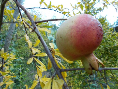 images/stories/virtuemart/product/Feishmanns Pomegranate (Custom)